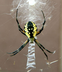 black and yellow argiope