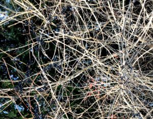 Photo of buckthorn and holly at Woodland Dunes