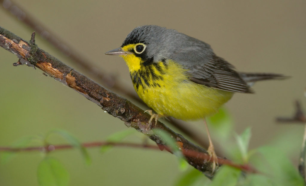 photo of Canada warbler