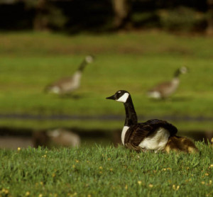 Canada goose photo