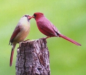 cardinals sharing food