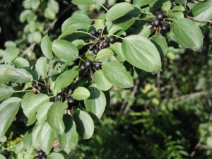 photo of common buckthorn