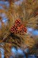photo of pine cones