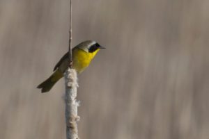 photo of male Common yellowthroat warbler