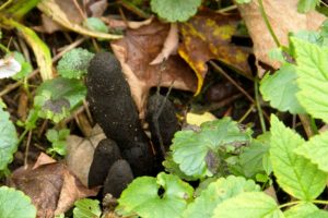 photo of mushroom called Dead Man's Fingers