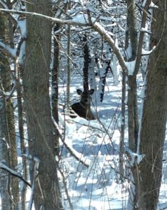 photo of deer in the snow