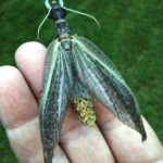 photo of female dobsonfly