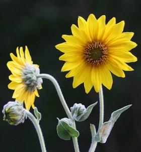 Downy Sunflower