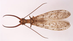 photo of eastern dobsonfly 