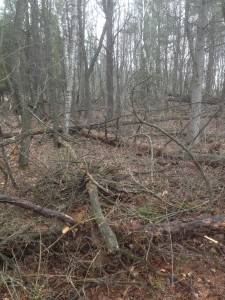 photo of a healthy, messy forest floor