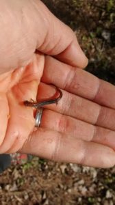 photo of four-toed salamander in a human hand, very tiny