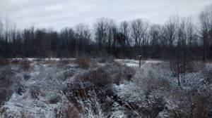 photo of frost over plants and shrubs 