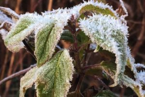 Frost jeweled leaves