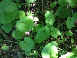 photo of garlic mustard