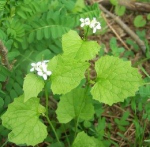 photo of Garlic Mustard