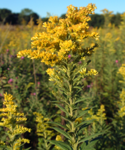 photo of blooming goldenrod
