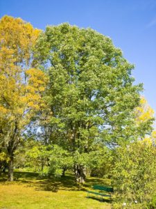 photo of healthy white ash tree