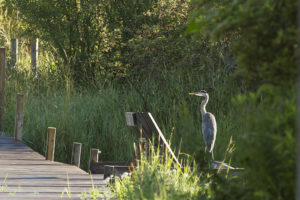 great blue heron near boardwalk