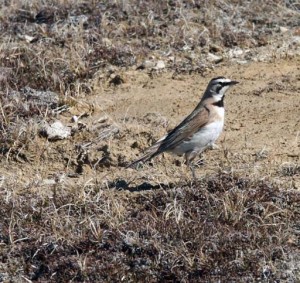 horned lark