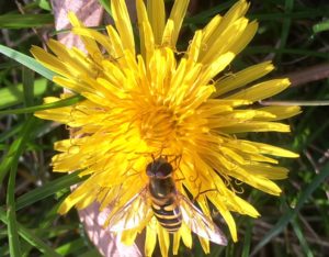 photo of a hoverfly on a dandelion