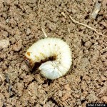 June beetle larvae
