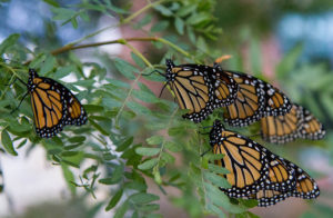 photo of many monarchs on plants