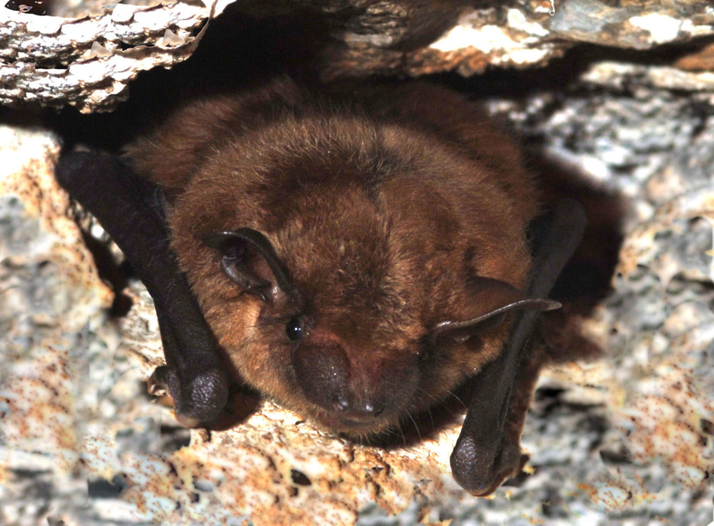 photo of Little Brown Bat