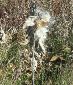 photo of milkweed seeds popping