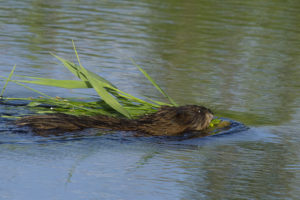 photo of muskrat swimming