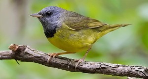 mwarbler