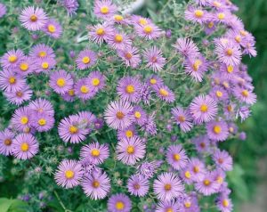 photo of blooming aster