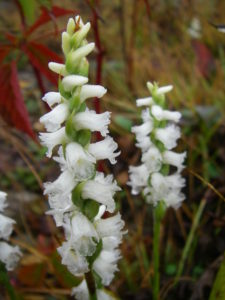 photo of Nodding Ladies Tresses orchid