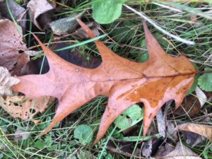 photo of fallen oak leaf