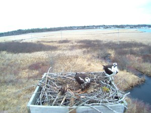 ospreys 4-9-14