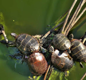 photo of painted turtles sun bathing