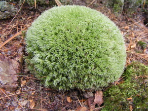 photo of pin-cushion moss