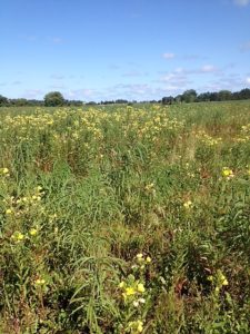 photo of primrose blooming on the prairie