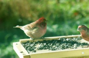 photo of male Purple Finch and House finch