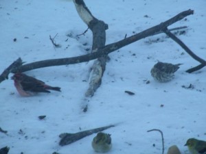 Male and female purple finch eating seeds among American goldfinches.