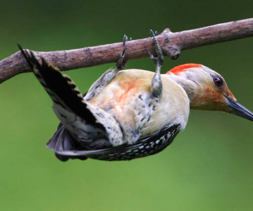 Photo of Red-bellied woodpecker