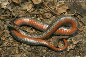 photo of a red-bellied snake
