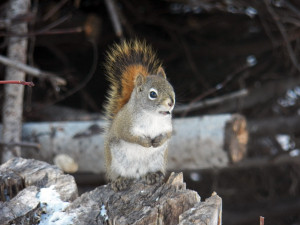 red-squirrel1