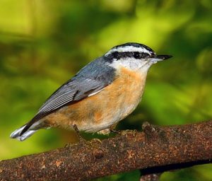 photo of a Red-breasted nuthatch