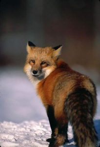 photo of Red Fox