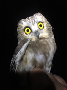 photo of saw-whet owl banded at Woodland Dunes Nature Center