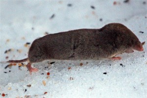 short tailed shrew