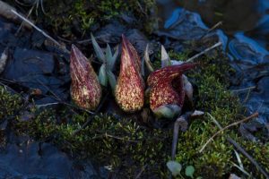 photo of skunk cabbage flowering