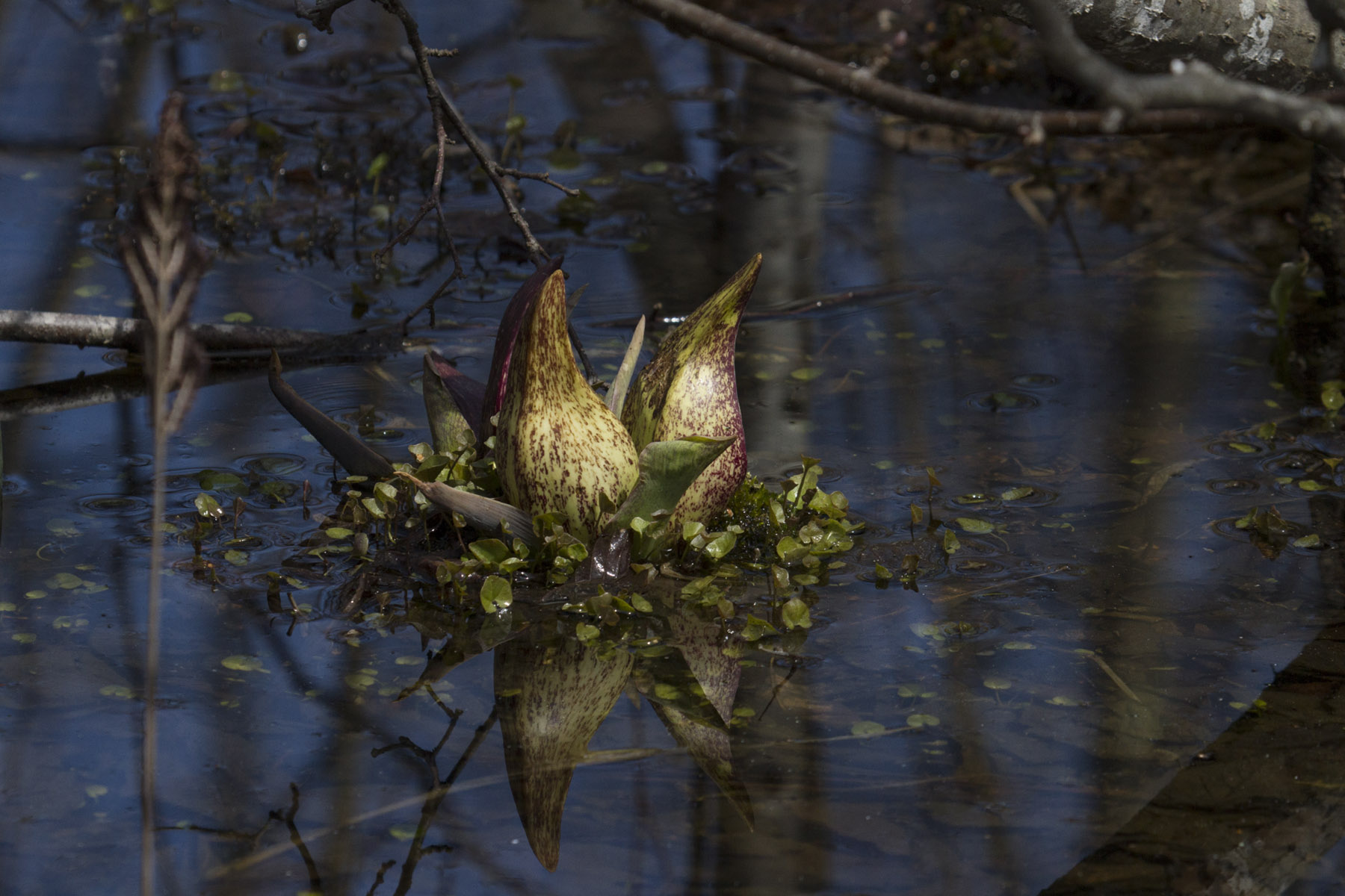 photo of skunk cabbage in wetland