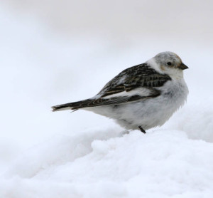 snow bunting