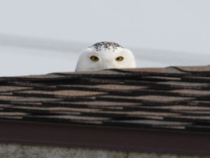 photo of snowy owl peeking over pavilion roof